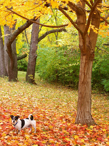 Clinton Dog Park - Thumbnail