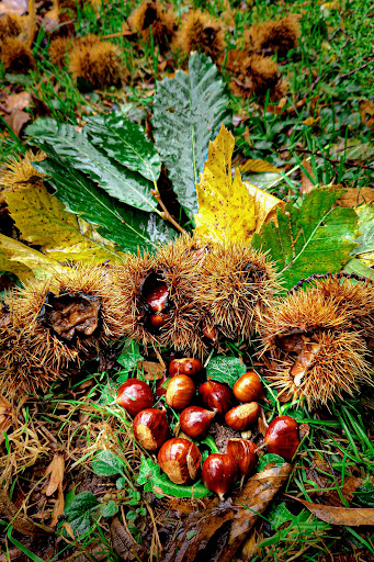 Les Potagers du Plateau