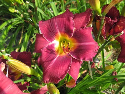 New Every Morning Daylily Gardens