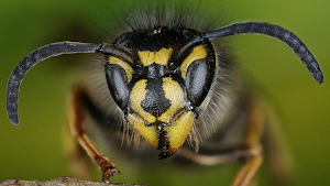 Wasp Nest Norwich