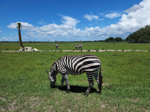 Serengeti Safari Gallery - United States
