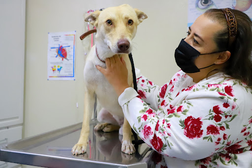 Hospital Veterinario de Pequeñas Especies UAA