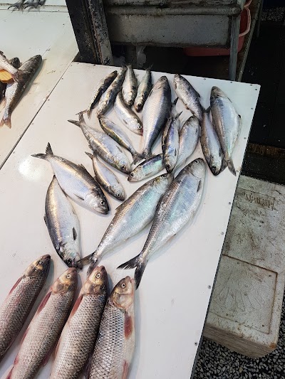 Photos of Royan Seafood Market