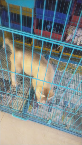 Quality siberian husky puppy available for booking intrested person contact us as soon as possible post image