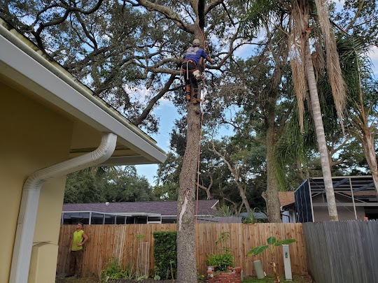 Tree removal service