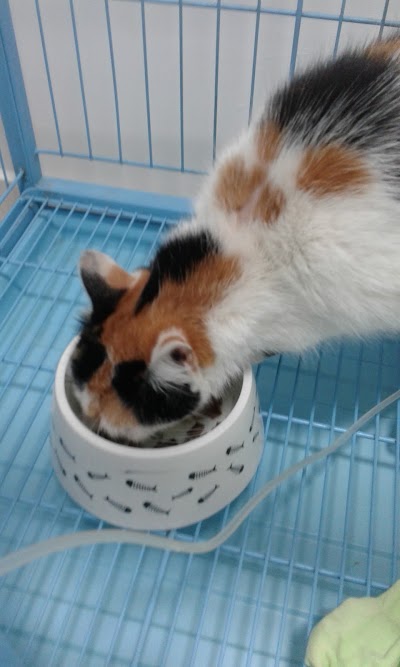 veterinary-care