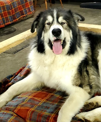 Plumery Tails Malamute Ranch