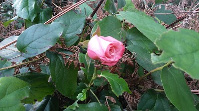Photos of Larrabee State Park