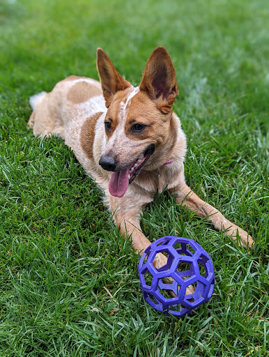 Westlake Veterinary Medical Center - Thumbnail