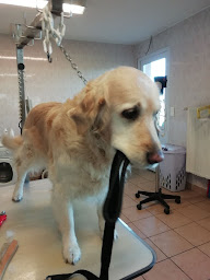 Photo n°4 de Boule Et Bulles à Girancourt (Magasin d'articles pour animaux)