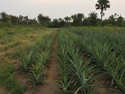 Photos of Ranch D'Oleifera