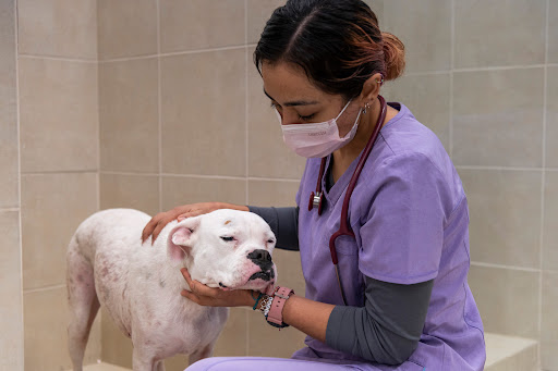 Pets Care Hospital Veterinario Dermatólogo Veterinario en Monterrey - Traumatólogo Veterinario en Monterrey.