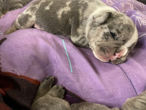 Divinity Kennels - Visual