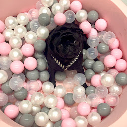 Photo n°9 de merci murphy à Paris (Toiletteur)