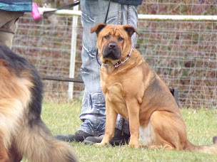 Photo n°4 de Club d'Éducation Canine de la Vallée du Rieu (CEC Quessy) à Tergnier (Club)