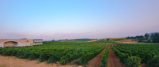 Bodega Solterra (Compañía Vinícola Solterra)