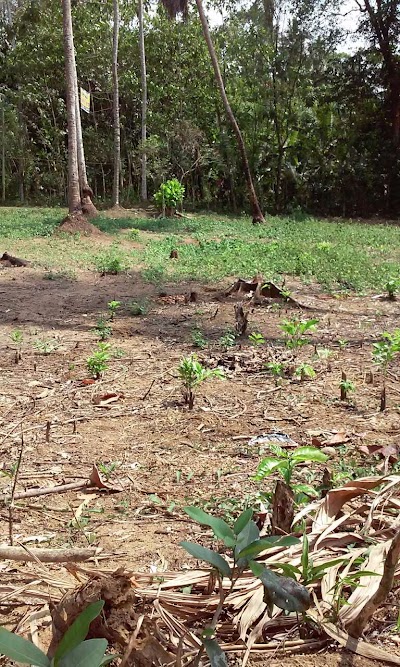 Photos of Kosgama Railway Station