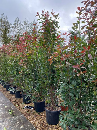 EVERGREEN NURSERIES - Thumbnail