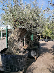 Photo n°6 de Les Fleurs de Thil à Thil (Jardinerie)