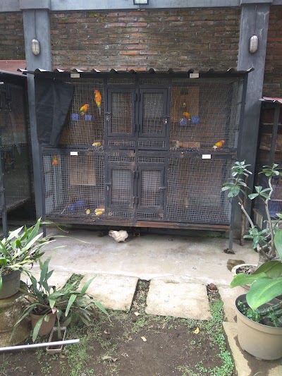Photos of Grash Parrot