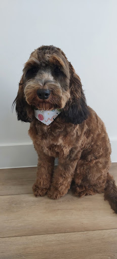 Tansley’s Tails Dog Grooming Spalding