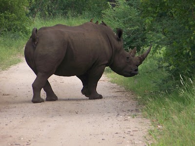Photos of Baluleni Safari Lodge (Pty) Ltd