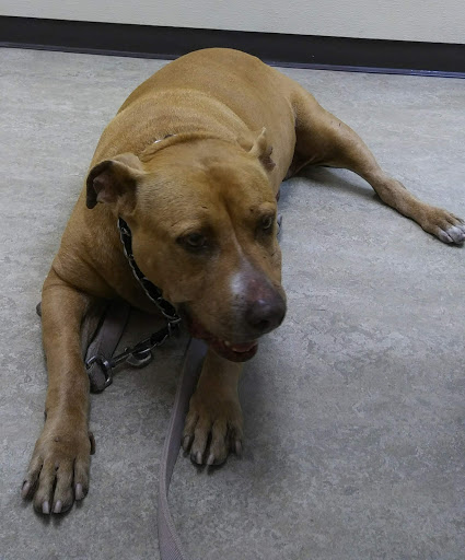 VCA Main Street Animal Hospital - Thumbnail