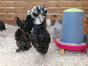 Photo n°33 de GAMM VERT à Marans (Pépinière)