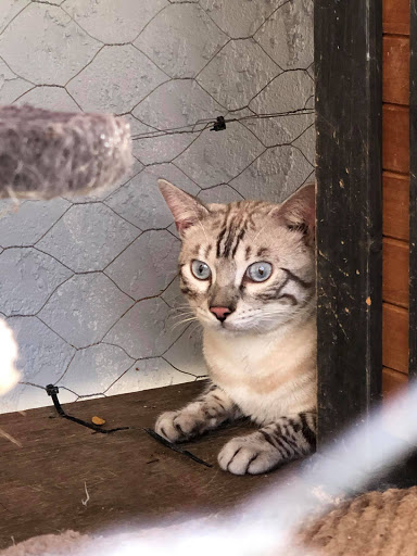 Lovin My Bengals - Thumbnail