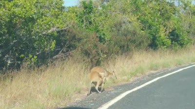 Photos of Cape Hillsborough Nature Tourist Park
