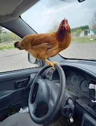 Photo n°21 de Le coq d'or du Puy-Ste-reparade à Le Puy-Sainte-Réparade (Élevage de volailles)