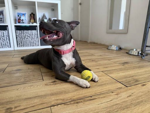 Hotel para perros Hotel canino