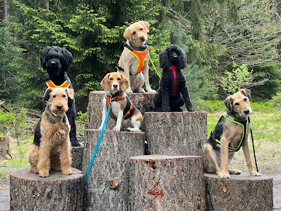 perros del mundo Hundeschule An d. Reithalle 22, 27628 Driftsethe, Deutschland