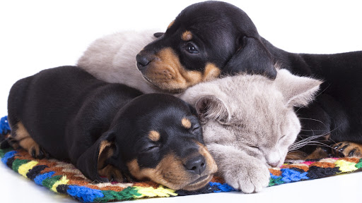 West Hazleton Veterinary Hospital