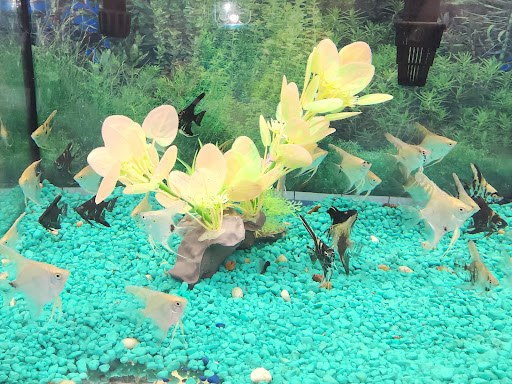 Ciales Pet Shop - Thumbnail