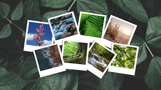 Taonga Taiao Limited - Thumbnail