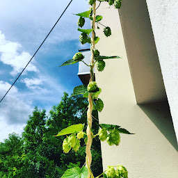 Photo n°3 de Feodor - microbrasserie - bio à Lavans-lès-Saint-Claude (Fournisseur de bières)