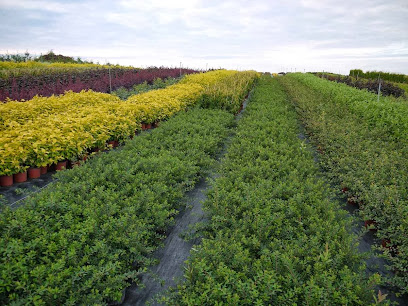 Szkółka-Gospodarstwo Rolno Szkółkarskie,,OMORICA" NIE PROWADZIMY SPRZEDAŻY DLA KLIENTÓW INDYWIDUALNYCH