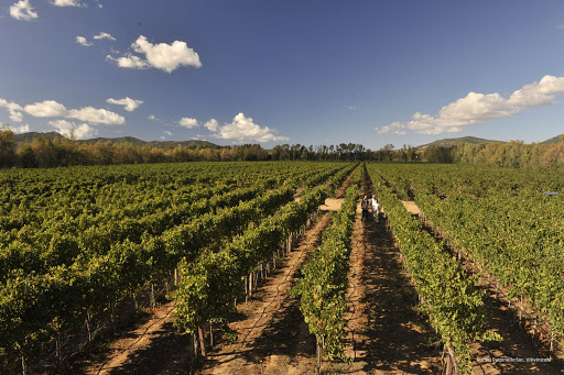 Poderi Parpinello - Visual