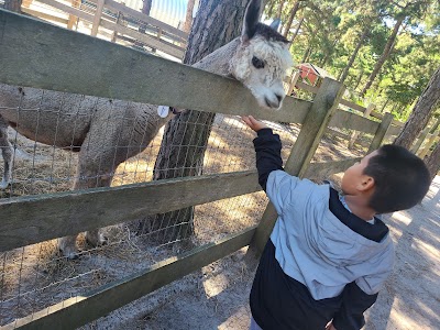 Out of Sight Alpacas