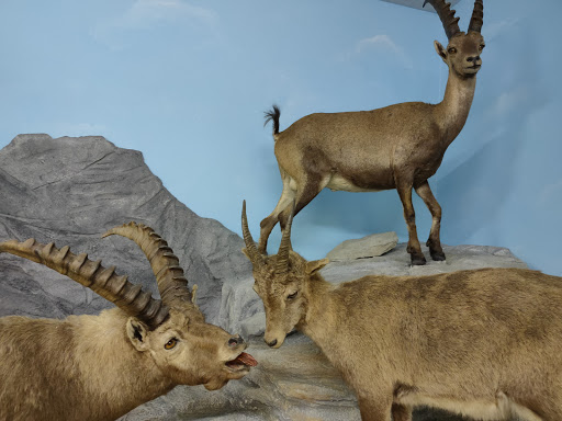 Museo Naturalistico del Fiume Po - Thumbnail