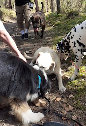 Photo n°7 de Sos Educani à Diges (Dresseur pour chiens)