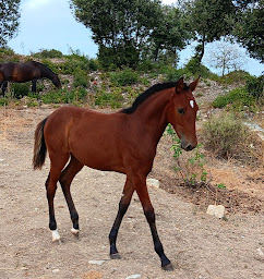 Photo n°3 de Les Lusi de St B à Saint-Bénézet (Éleveur de chevaux)