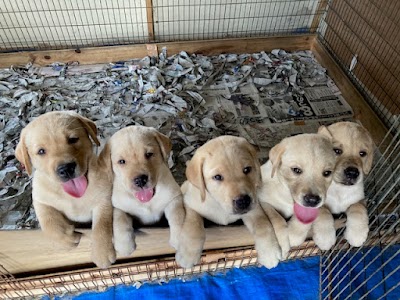 キジマ警察犬訓練所