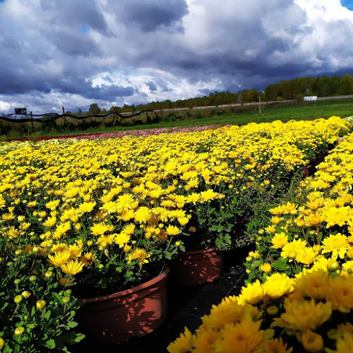 Opinii despre Zielińscy. Gospodarstwo ogrodnicze în Białystok - Ogrodnik