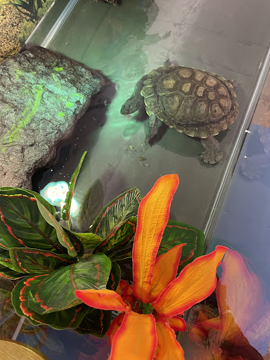 Reptiles Inc. - Thumbnail