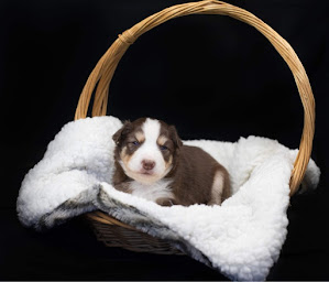 Photo n°25 de Élevage des Seigneurs de Morlanne (Bergers Américain Miniature et Spitz Allemand) à Morlanne (Éleveur de chiens)