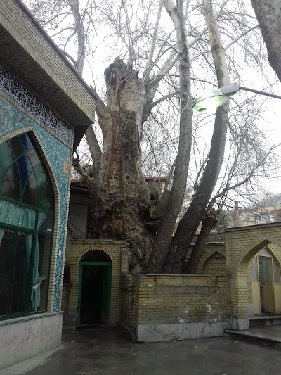 Photos of سرای سنتی شمعدانی