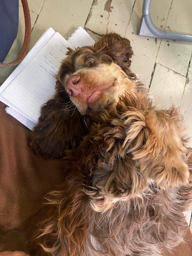 DOG MASSAGES ACADEMY - Thumbnail