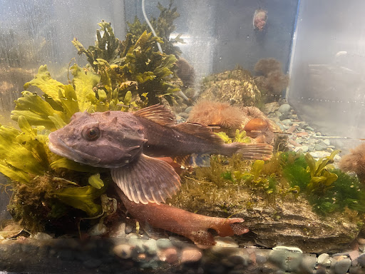 Petty Harbour Mini Aquarium - Thumbnail